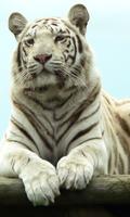 White tiger wallpapers screenshot 1