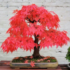 ikon Desain Bonsai