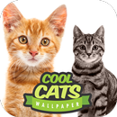 APK Cool Cats Wallpaper Collections - 'Cute'
