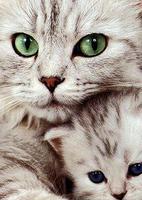 Cool Cats Wallpaper Collections - 'Cute' Plakat