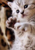 Cool Cats Wallpaper Collections - 'Cute' 截图 1