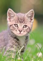 Cool Cats Wallpaper Collections - 'Cute' 截图 2