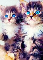 Cool Cats Wallpaper Collections - 'Cute' imagem de tela 3