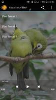 Kicau Pleci Betina Master 截图 1