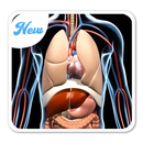 APK Anatomy 3D