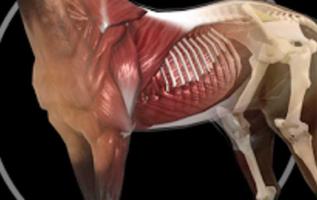 2 Schermata Anatomia 3D