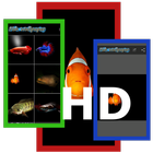 Fish Wallpaper Dark Edition آئیکن