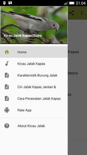 Kicau Jalak Kapas Sutra For Android Apk Download