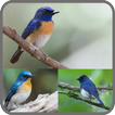Kicau-Kicau Burung Tledekan||Sulingan