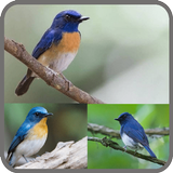 Kicau-Kicau Burung Tledekan||Sulingan ícone