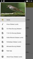 Kicau Burung Sikatan Londo Cartaz