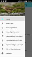 Kicau Ciblek Gunung Terbaru Cartaz