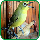 Kicau Burung Pleci Juara APK