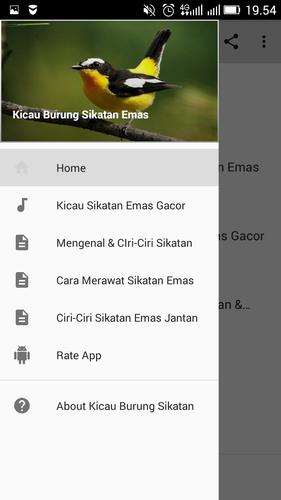 33+ Burung sikatan emas terbaru