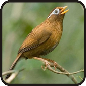 Kicau Burung Wambi For Android Apk Download