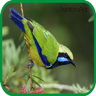 Kicau Cucak Cungkok ||Leafbird icône
