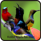Kicau Kolibri Madu Full Isian ícone
