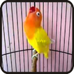 Kicau Lovebird Paud Paskun