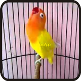 Kicau Lovebird Paud Paskun ícone