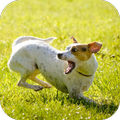 Dog Sounds
