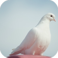 Dove Sounds