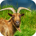 Goat Sounds