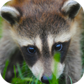 Raccoon Sounds