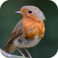 Robin Bird Sounds