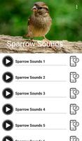 Squirrel Sounds Affiche