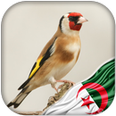 Chardonneret algerien dz APK