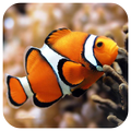 Colorful underwater world puzzle