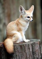 Animal Wild Wallpaper HD تصوير الشاشة 3