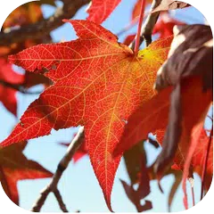 J2,J3,J5,J7,J7 Prime Samsung Autumn Wallpapers APK download