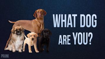 What dog are you Face scanner plakat