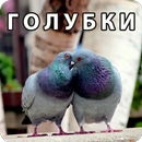 Тест на любовь и отношения-APK