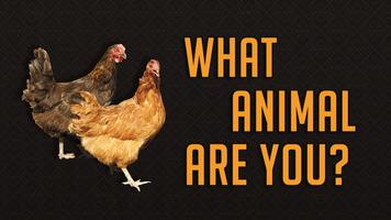What animal are you? screenshot 2