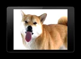 Dog Licks Screen Wallpaper पोस्टर