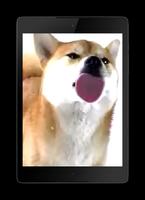 Dog Licks Screen Wallpaper اسکرین شاٹ 1