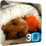 Hamster Video Wallpaper icône