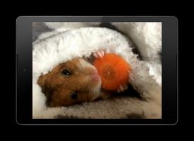 Hamster Video Wallpaper Affiche