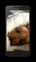 2 Schermata Hamster Video Wallpaper