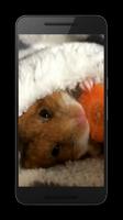 Hamster Video Wallpaper स्क्रीनशॉट 3