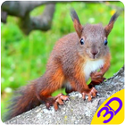 Squirrel 3D Live Wallpaper ikona