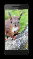 Squirrel 3D Live Wallpaper capture d'écran 3