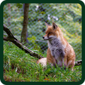 Animal logo quiz