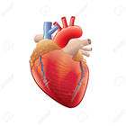 Anatomie du Coeur icône