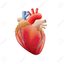 Anatomie du Coeur APK