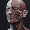 Anatomie du Corps