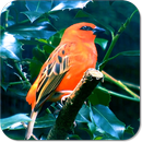 Birds Live Wallpaper APK