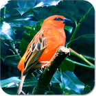 Birds Live Wallpaper-icoon